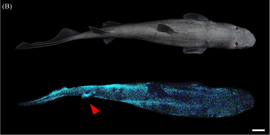 Cientistas Descobrem Tr S Esp Cies De Tubar Es Que Brilham No Fundo Do Mar