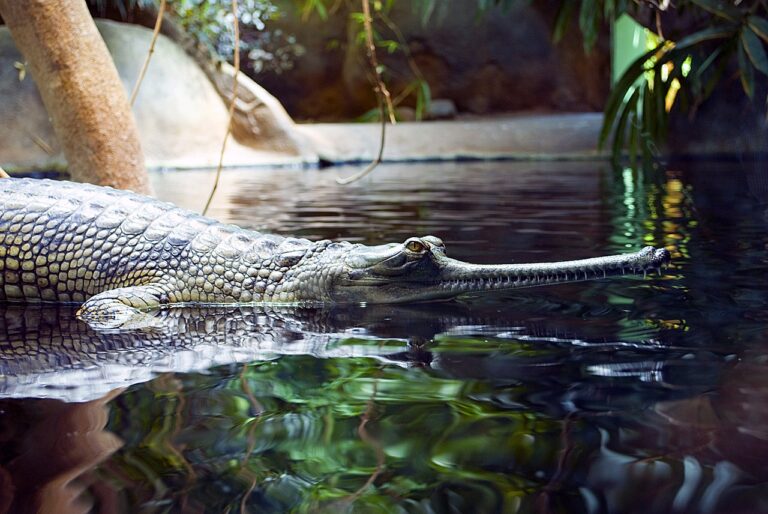 Os Animais Mais Assustadores Do Mundo Green Savers