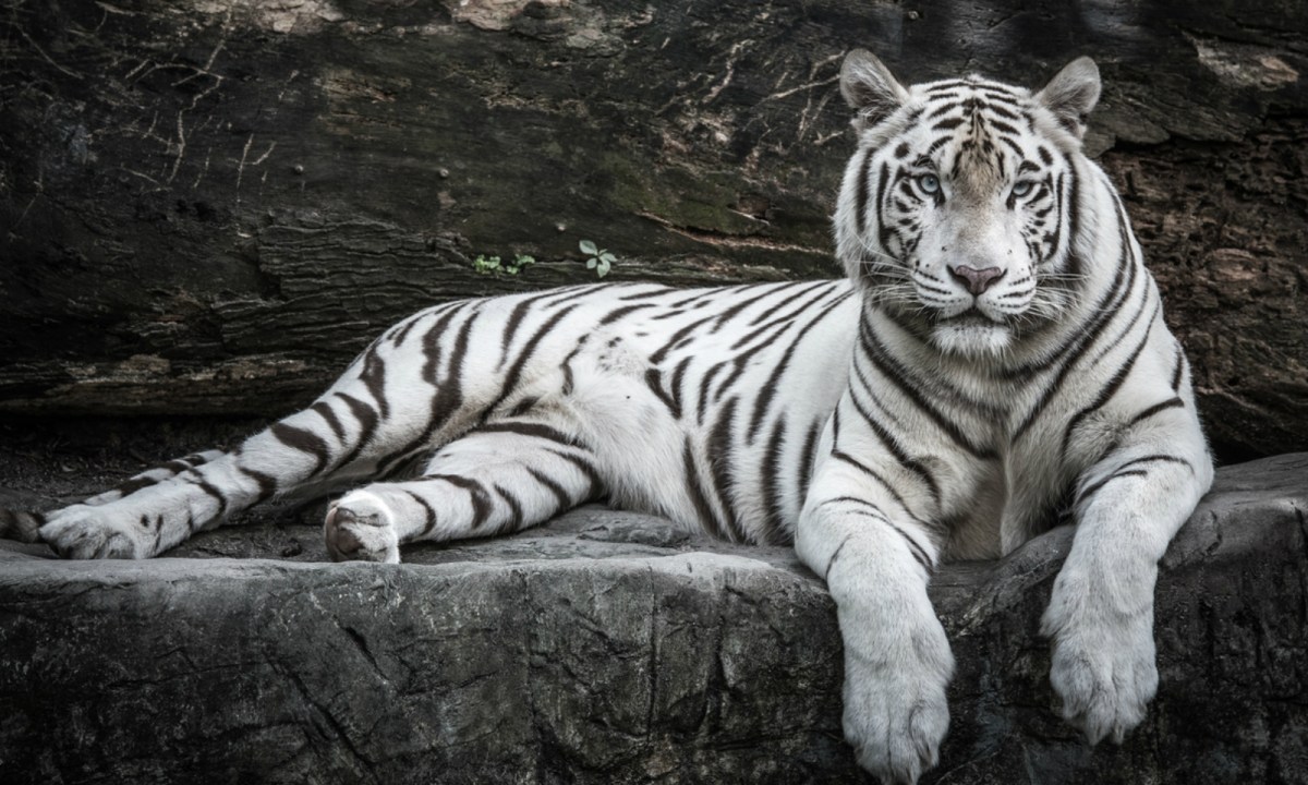 Como o tigre branco arranjou a sua pelagem clara – Green Savers