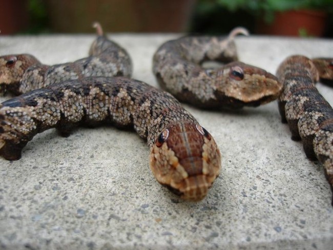 Sabe que cobra é essa? Bem, não é uma cobra. É uma lagarta