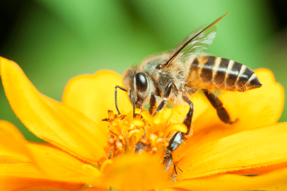 Startup torna-se aliada na preservação das abelhas Abelha