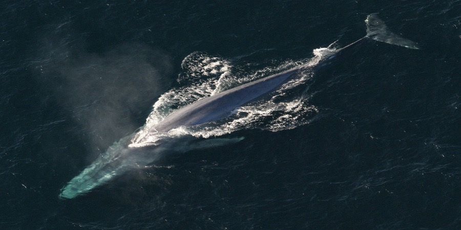 Cientistas avistam um maior número de baleias azuis em ilha subantártica