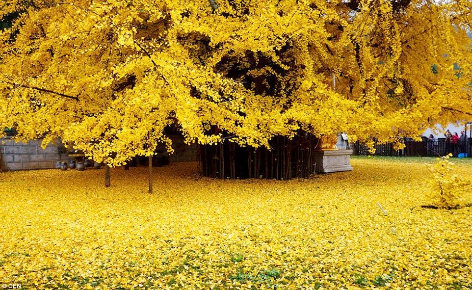 Um sinal amarelo em forma de diamante é mostrado nas árvores