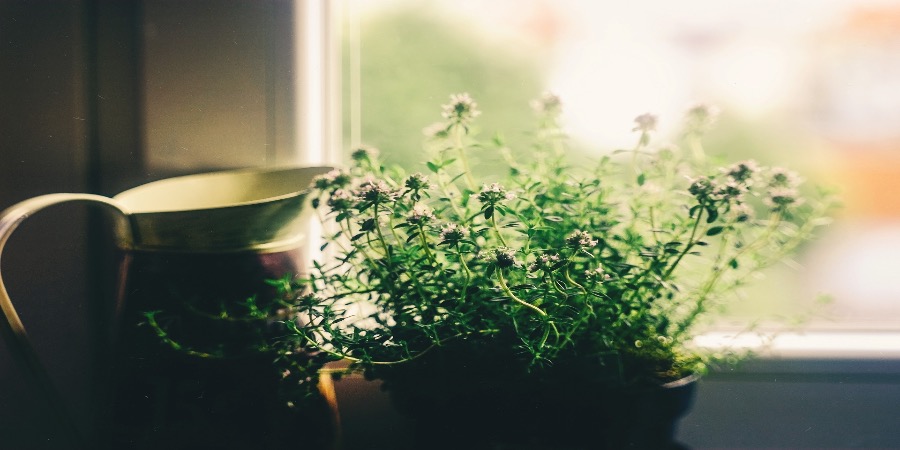 Nove plantas de interior que pode e deve comer