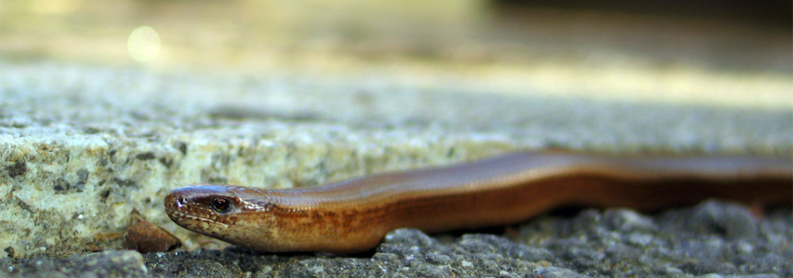 Parece cobra, mas é um lagarto - ((o))eco