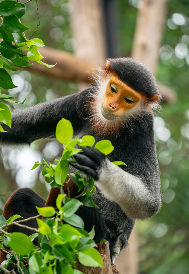 Foto de macacos fofos na natureza