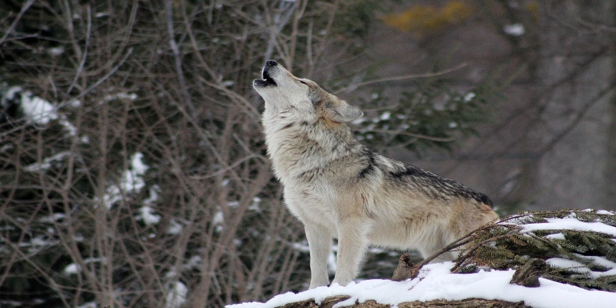 Os lobos estão em vias de extinção. Poderá o YouTube salvá-los?