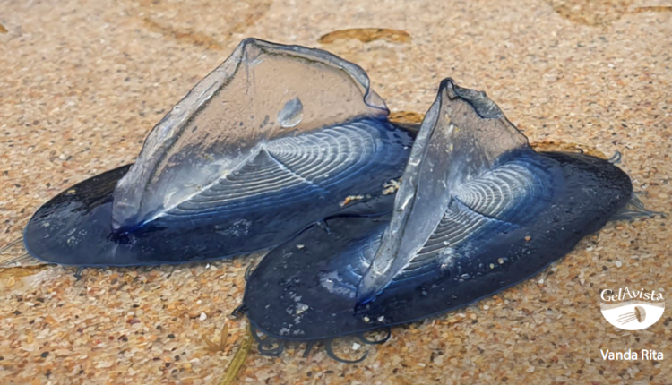 Velella velella (Veleiro)