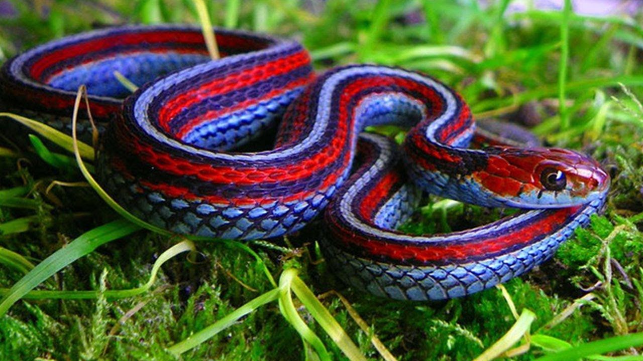 Thamnophis Sirtalis Infernalis A Cobra Mais Bonita Do Mundo Green Savers 