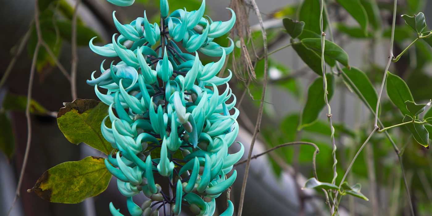 A rara e cintilante Flor de Jade