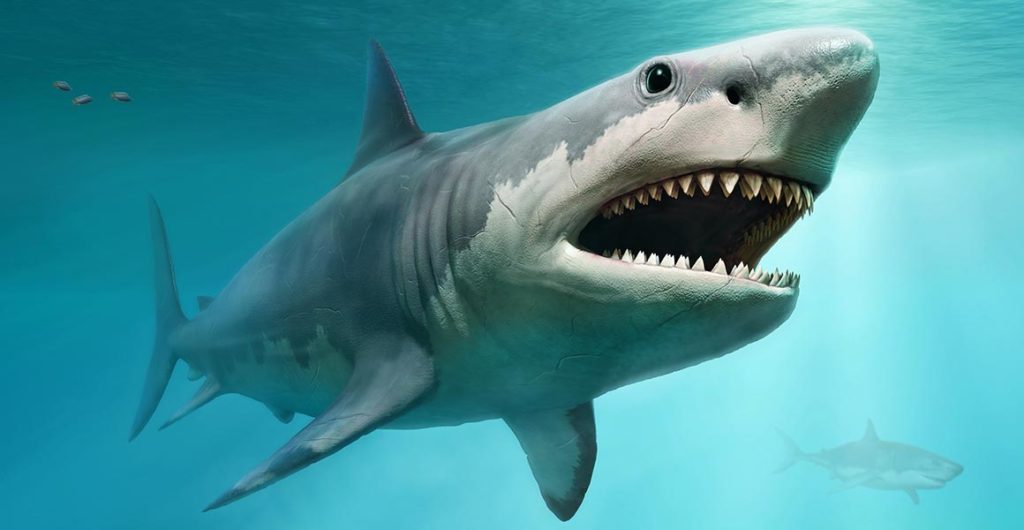 Quando media um Megalodon bebé? Cerca de 2 metros, revela novo estudo