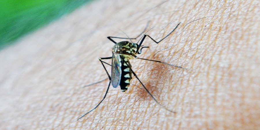 Mosquitos da dengue e da malária são atraídos por diferentes luzes ...