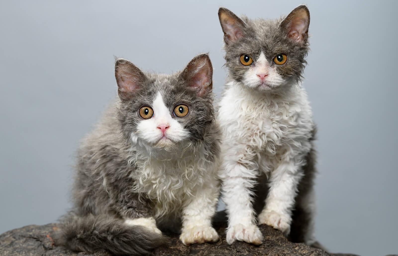 Selkirk Rex: os dóceis gatos que parecem estar sempre despenteados