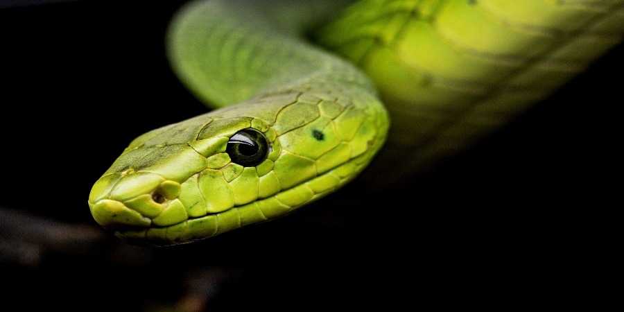 Hoje comemora-se o Dia Mundial da Serpente. Conheça melhor esta espécie –  Green Savers