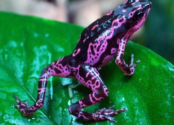 1) Atelopus varius (Rã-alerquim)