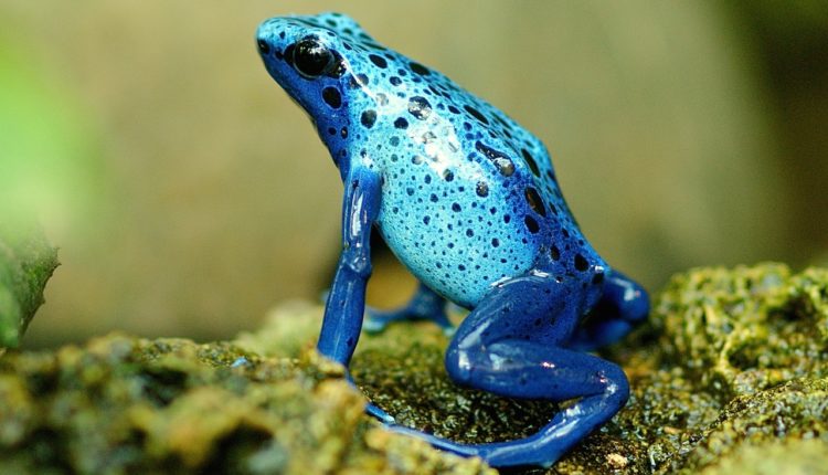 6) Dendrobates azureus (Sapo-boi-azul)