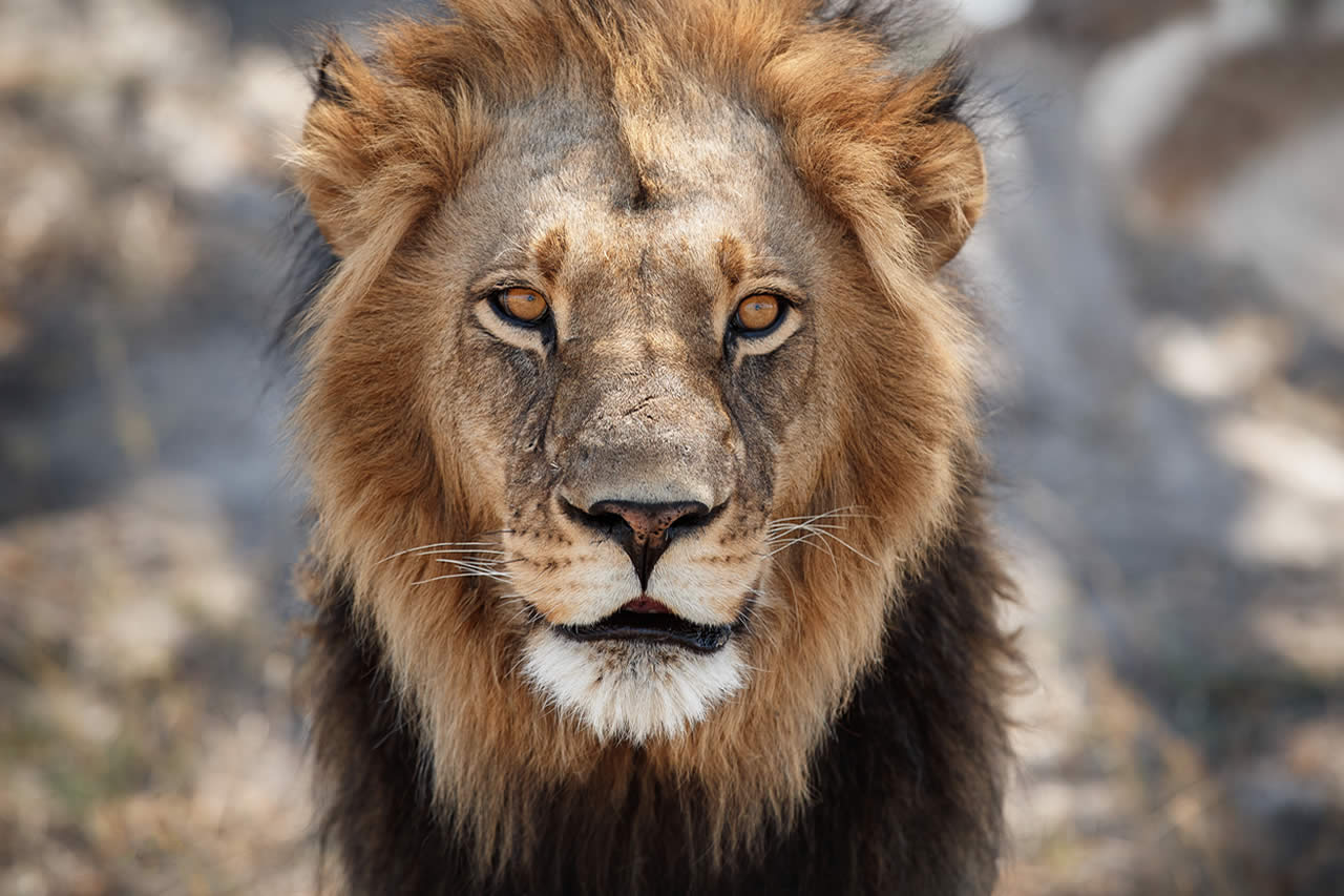 Dia Mundial Do Leão Uma Vénia Ao Poderoso Rei Da Selva