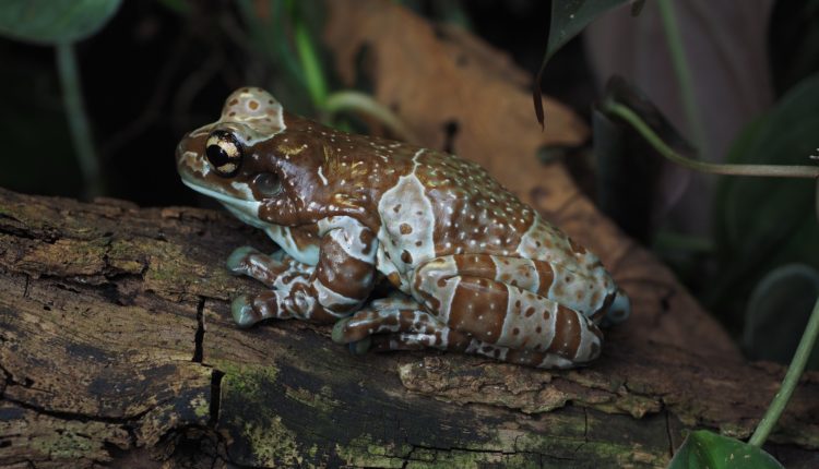 5) Trachycephalus resinifictrix (Milk frog)