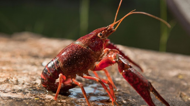 From Asian wasp to Louisiana red crayfish.  There are more than 300 invasive alien species in Portugal