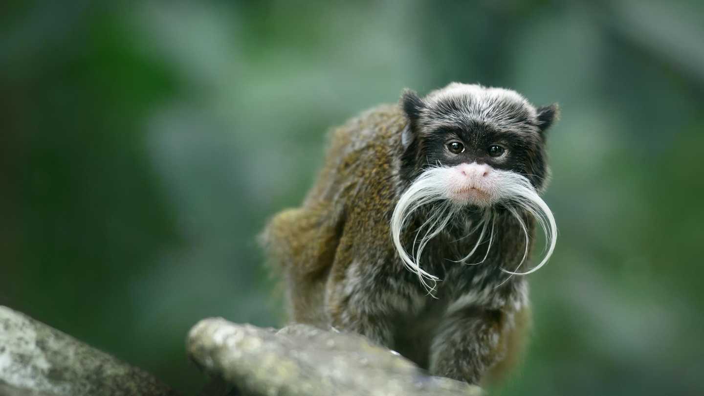Espécies de macaco - Importância para o equilíbrio do meio ambiente