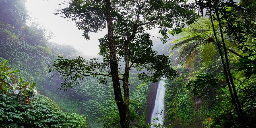 De que forma os raios prejudicam as árvores e os ecossistemas tropicais?
