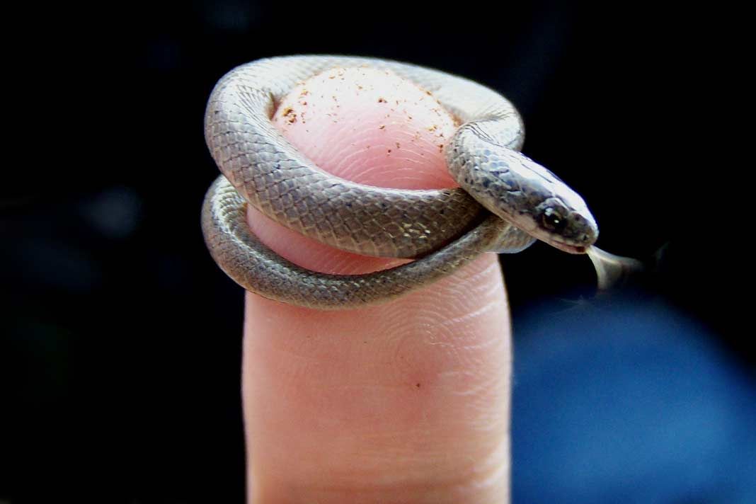 Tetracheilostoma carlae: a cobra mais pequena do mundo