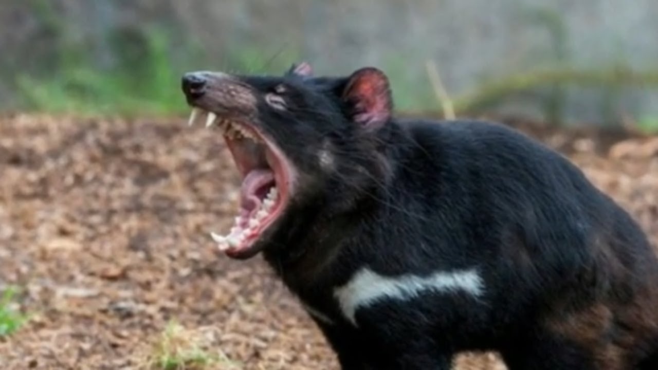 Diabos Da Tasmânia Voltam às Florestas Três Mil Anos Depois Da Extinção Green Savers 5842