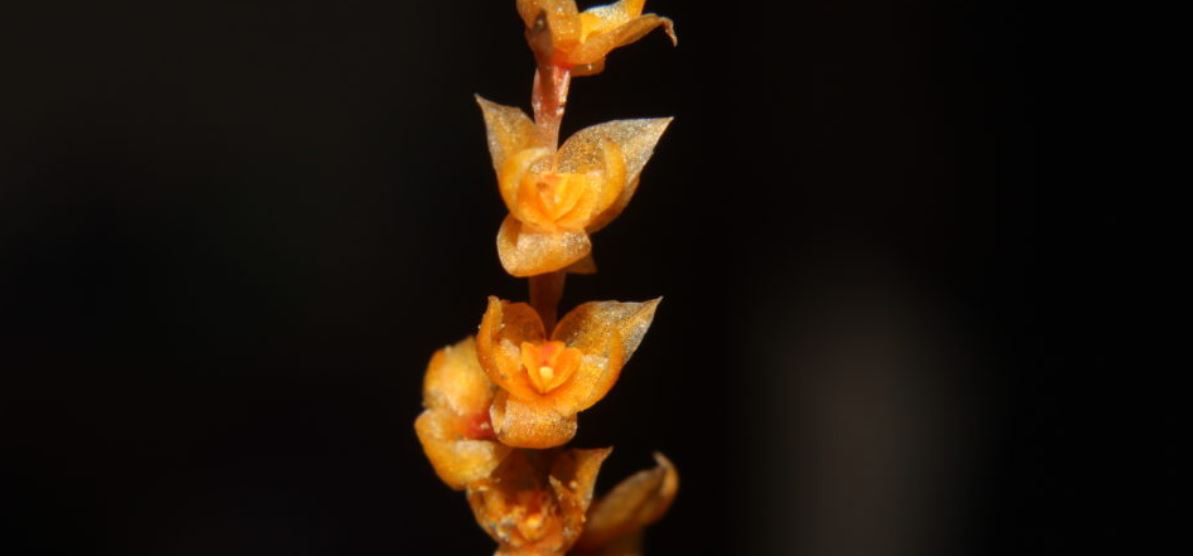 “Flor de fogo”: encontrada nova espécie de orquídea numa montanha das Filipinas