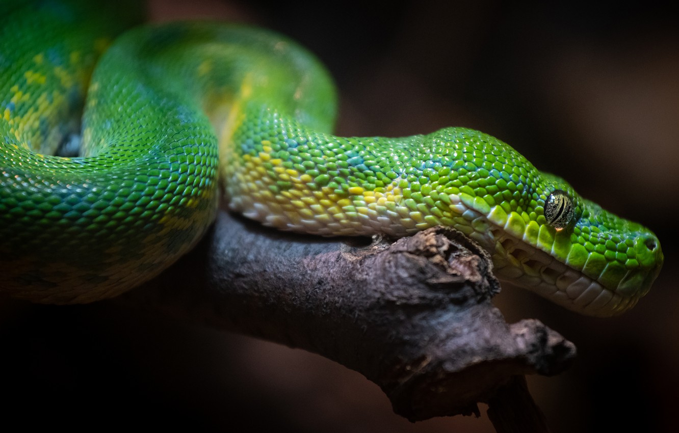 Algumas cobras conseguem capturar presas na escuridão total. Cientistas  descobriram como o fazem