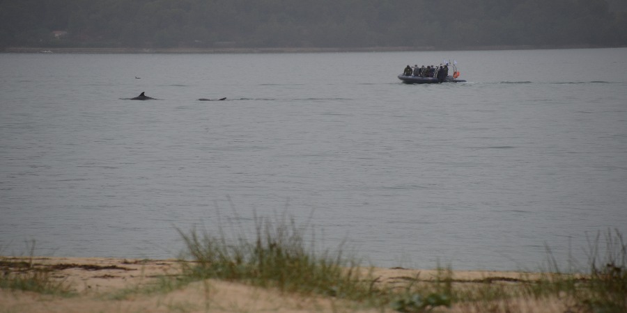 Embarcação ASA vai monitorizar e investigar a população de roazes do Sado