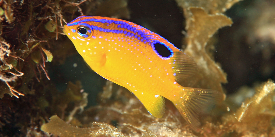 Estes peixes domesticam camarões. É o primeiro animal (não humano) a fazê-lo com outra espécie
