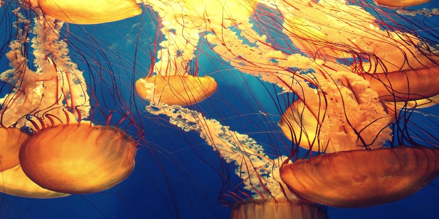 Salvar a Biodiversidade da Europa começa no Oceano: 10 ações propostas pelas ONG