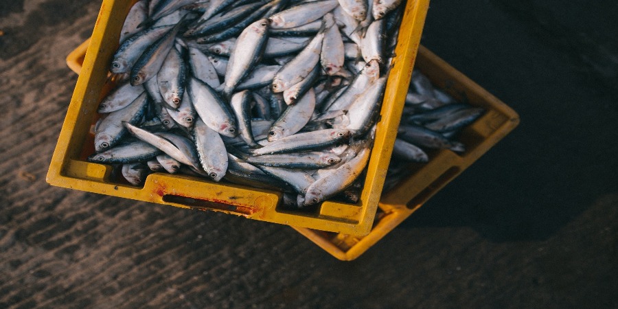IPMA lança nova ferramenta que dá informações sobre o consumo de pescado