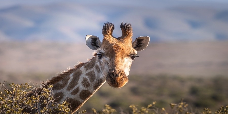 Cientistas surpreendidos ao encontrar girafas anãs no Uganda e na Namíbia