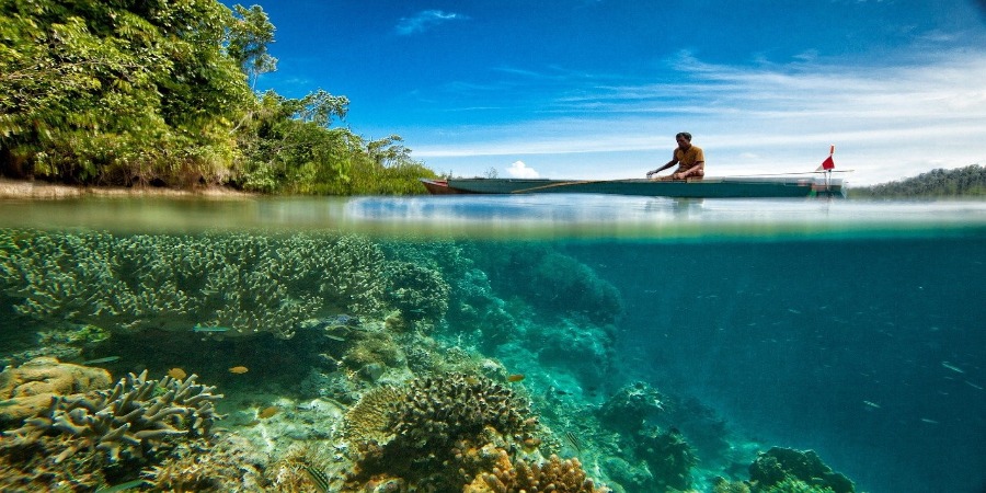 Recifes de coral: novo relatório da ONU indica soluções para a sua restauração e conservação