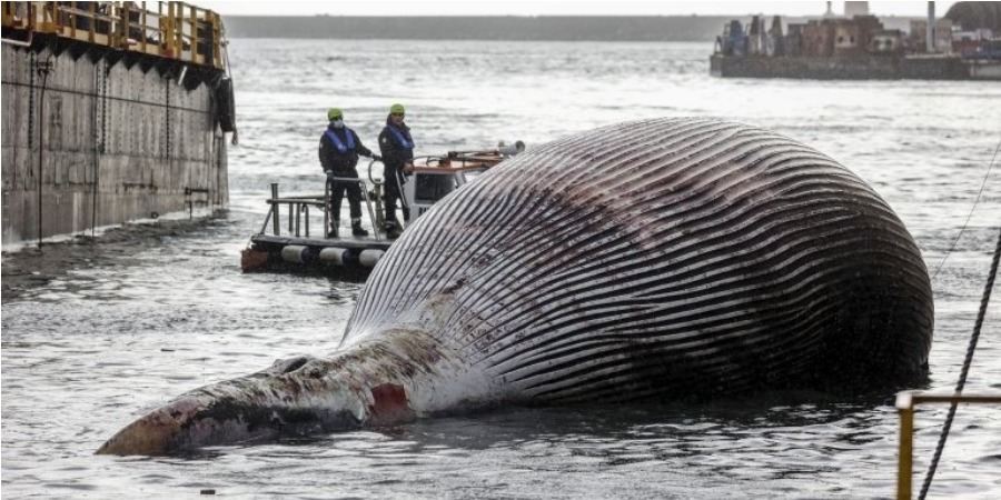 Carcaça de baleia com 70 toneladas deu à costa em Itália