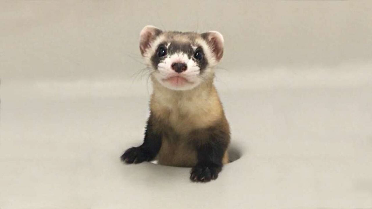 Meet Elizabeth Ann, the world’s first cloned black-legged weasel