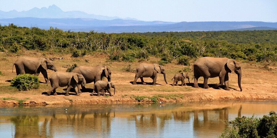 Lista vermelha da IUCN indica que o Elefante africano está mais ameaçado