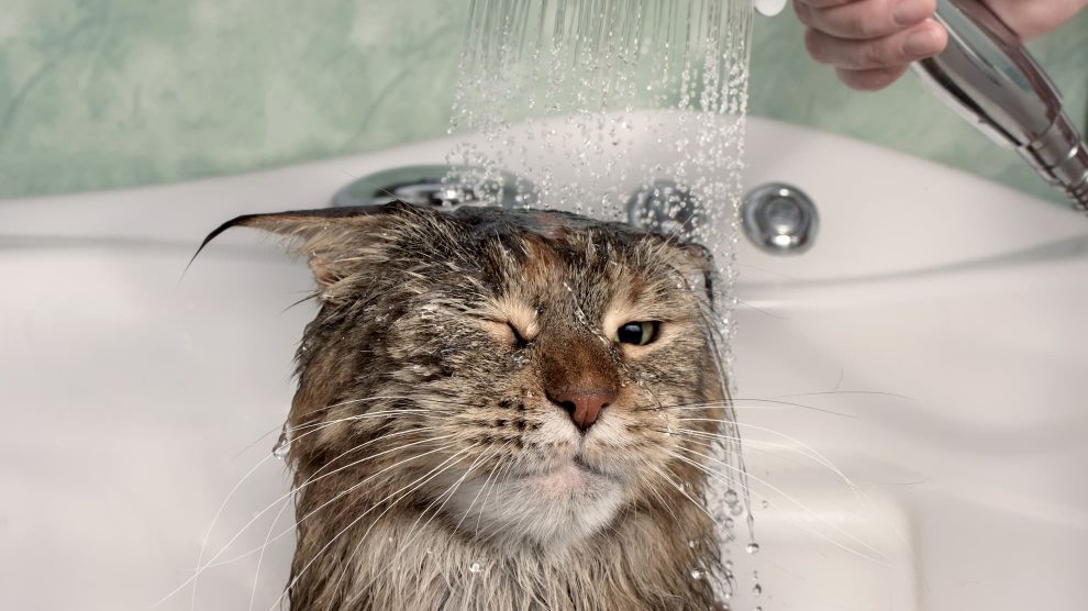 Gatos: os cuidados de higiene em que os felinos precisam mesmo de ajuda