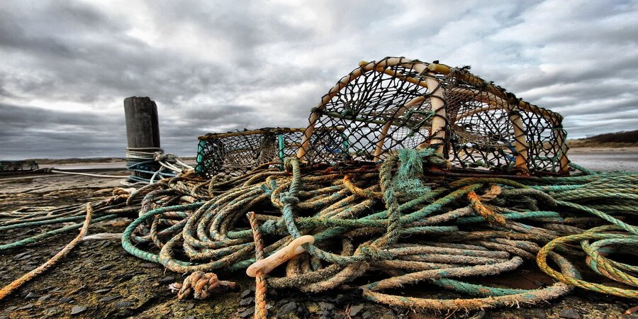 WWF: EUA importaram 2,4 mil milhões de euros de frutos do mar pescados ilegalmente