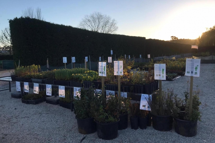 Viveiros Municipais de Torres Vedras cederam 8 mil plantas para comemorar o Dia da Árvore