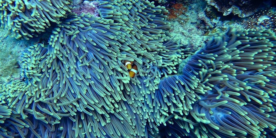 PNUMA lança subsídios para apoiar a proteção dos ecossistemas marinhos