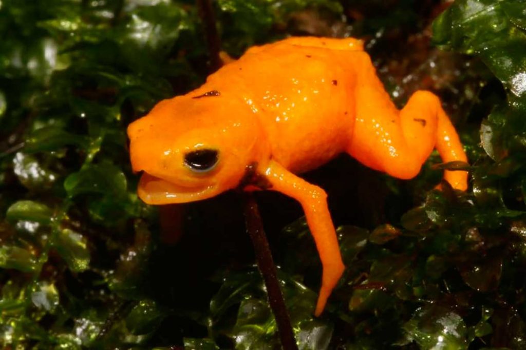 Nova espécie de sapo venenoso é descoberta no Brasil