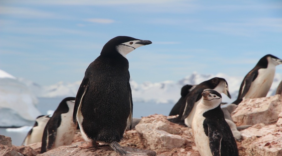 pinguins