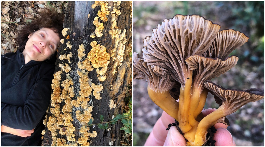 Cientistas apelam à inclusão dos fungos nas metas globais para a conservação da biodiversidade