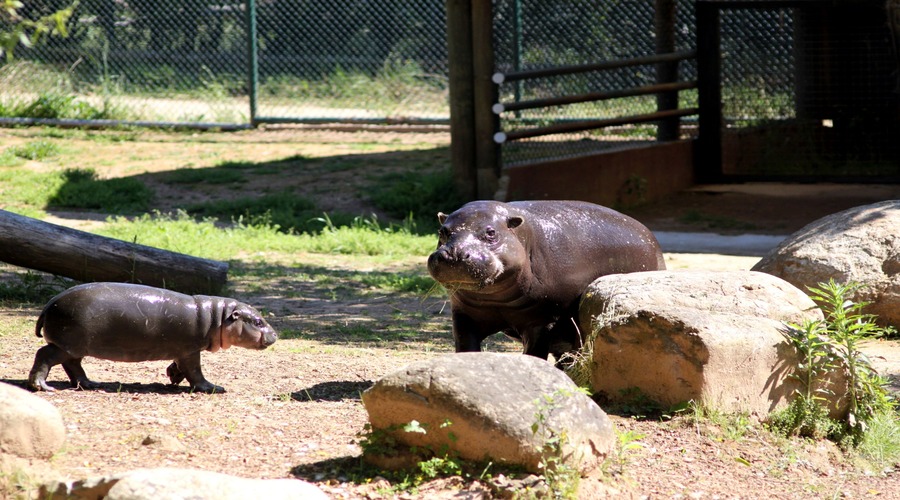 Valentina, um hipopótamo em risco de extinção, é a nova cria do Zoo de Santo Inácio