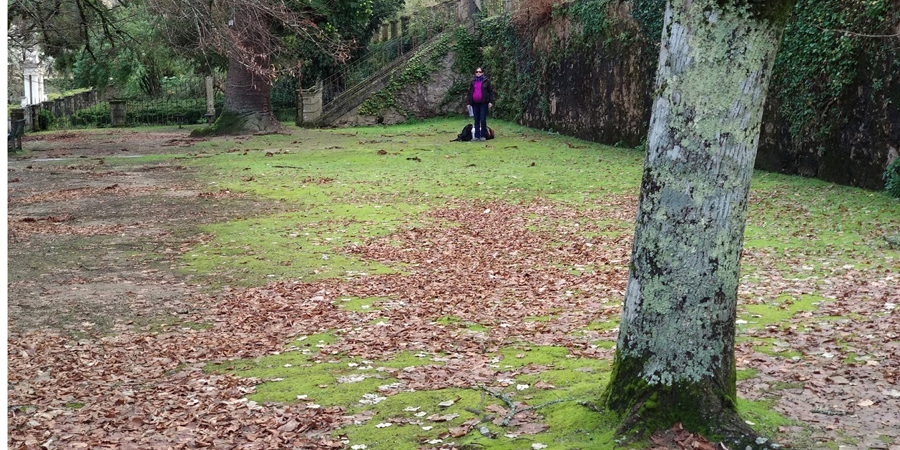 De Pequim a Coimbra: estudo revela a biodiversidade escondida em parques e jardins urbanos