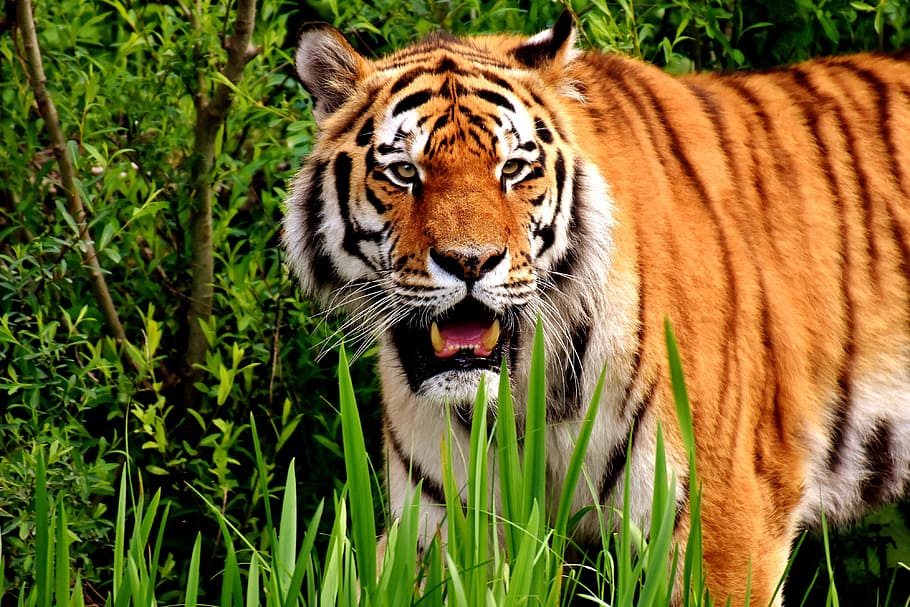 sinais do tigre aposta｜Pesquisa do TikTok