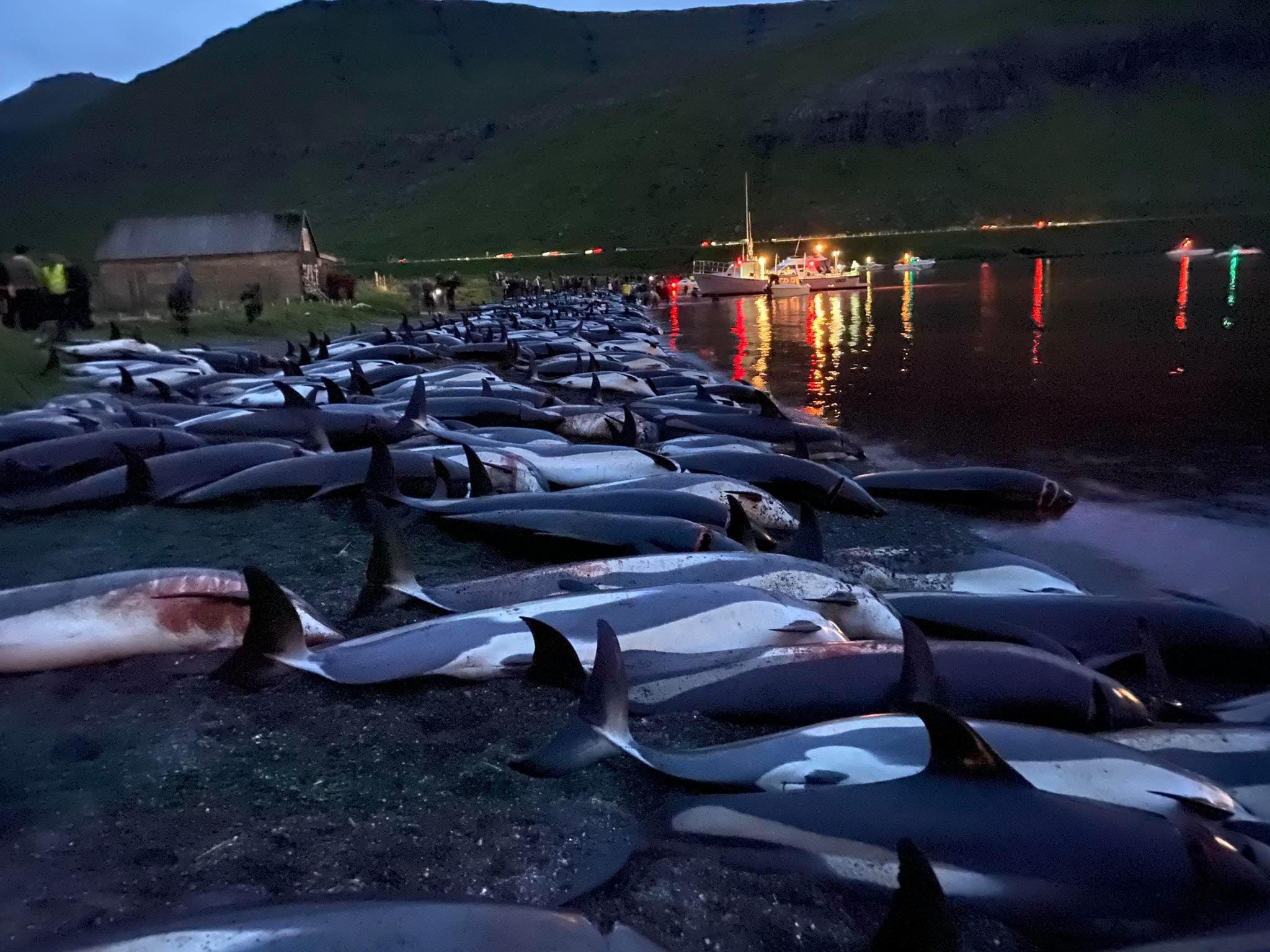 En una noche, 1.428 delfines fueron asesinados en las Islas Feroe.