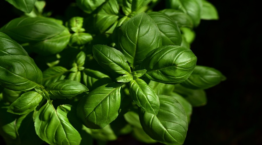 Projeto “Tá na Horta” vai ensinar a criar hortas e jardins de aromáticas